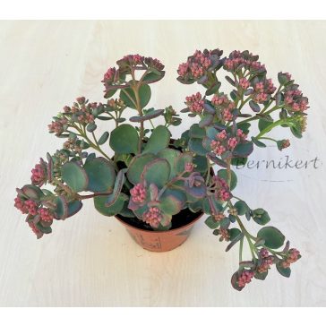Sedum sieboldii