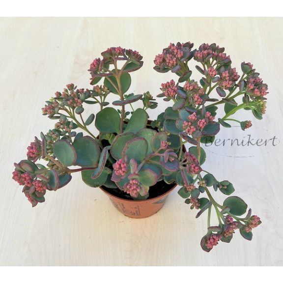 Sedum sieboldii