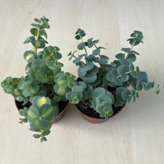 Sedum sieboldii