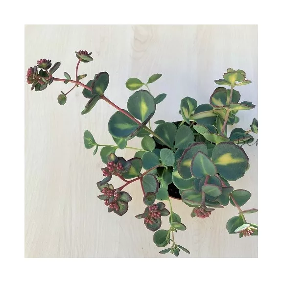 Sedum sieboldii Mediovariegatum Sedum sieboldii Mediovariegatum