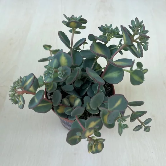 Sedum sieboldii Mediovariegatum Sedum sieboldii Mediovariegatum