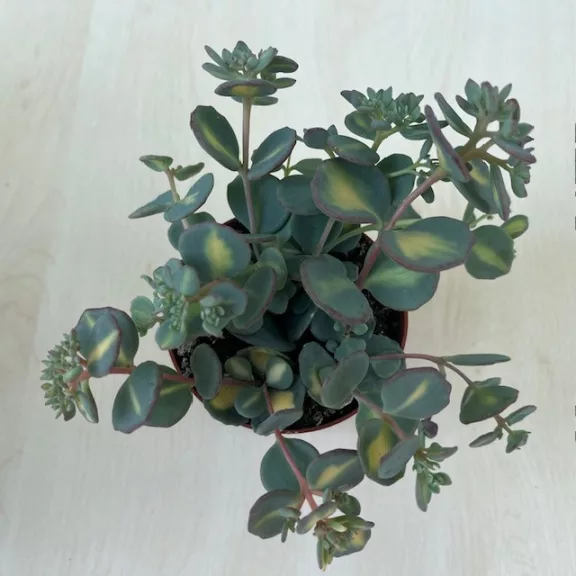 Sedum sieboldii Mediovariegatum Sedum sieboldii Mediovariegatum