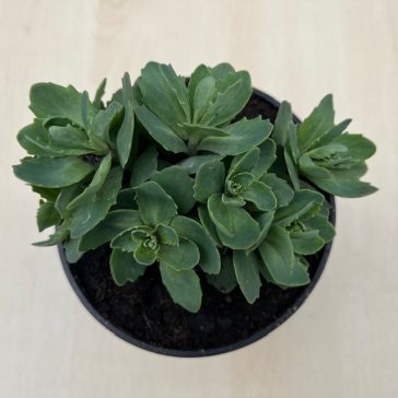 Sedum spactabile