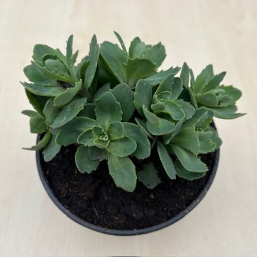 Sedum spactabile