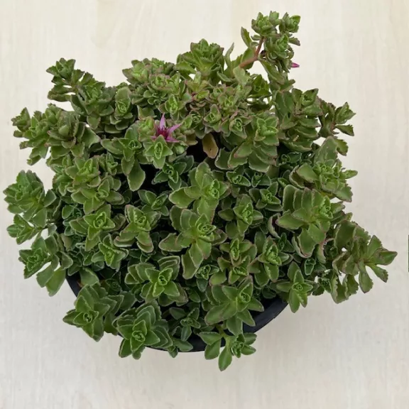 Sedum spurium Sedum spurium