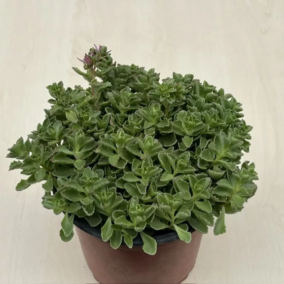 Sedum spurium Sedum spurium