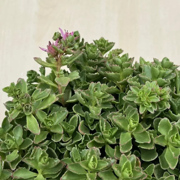 Sedum spurium Sedum spurium