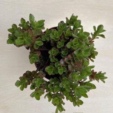 Sedum spurium