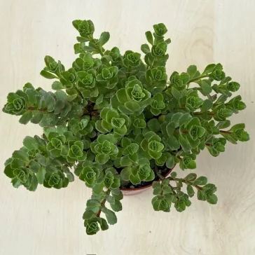 Sedum spurium