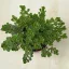 Sedum spurium