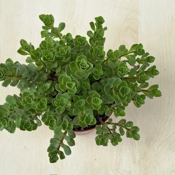 Sedum spurium