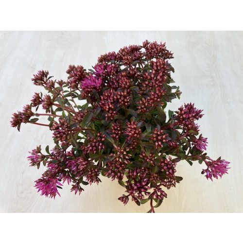 Sedum spurium