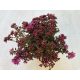 Sedum spurium