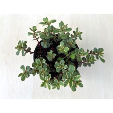Sedum spurium 'Variegata'