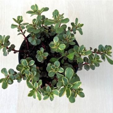 Sedum spurium 'Variegata'