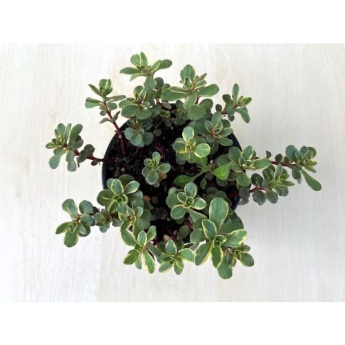 Sedum spurium 'Variegata'
