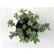 Sedum spurium 'Variegata'