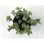 Sedum spurium 'Variegata'