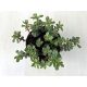 Sedum spurium 'Variegata'