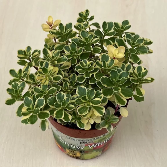 Sedum spurium 'Variegata' Sedum spurium 'Variegata'