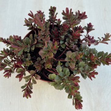 Sedum spurium Voodoo