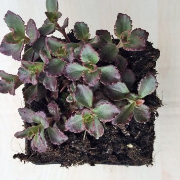 Sedum spurium