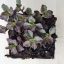 Sedum spurium
