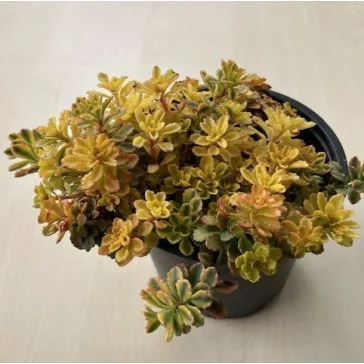 Sedum spurium 
