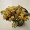 Sedum spurium 