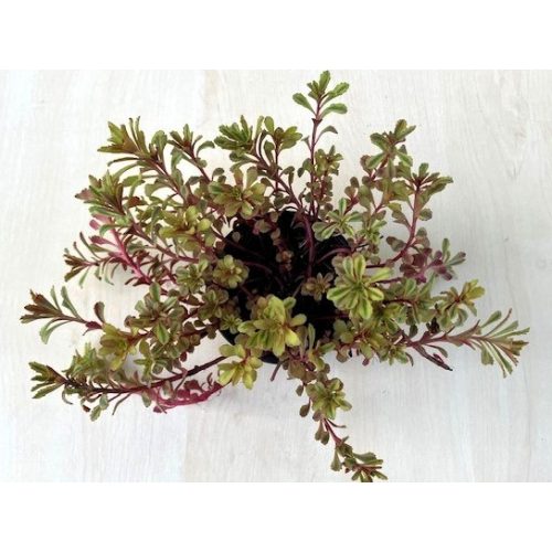 Sedum spurium