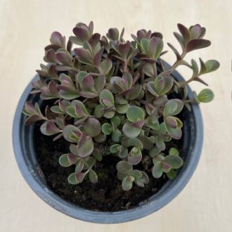 Sedum spurium 