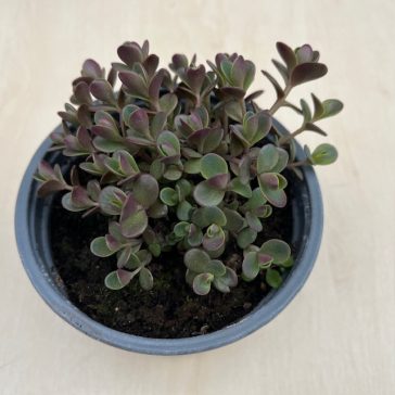 Sedum spurium 