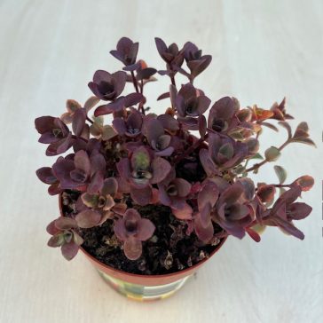 Sedum ‘Sunsparkler Cherry Tart’