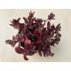 Sedum ‘Sunsparkler Firecracker’