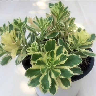 Sedum takesimense 'Atlantis