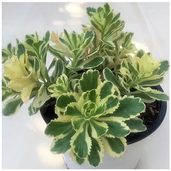 Sedum takesimense 'Atlantis Sedum takesimense 'Atlantis