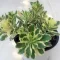 Sedum takesimense 'Atlantis