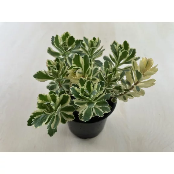 Sedum takesimense 'Atlantis Sedum takesimense 'Atlantis