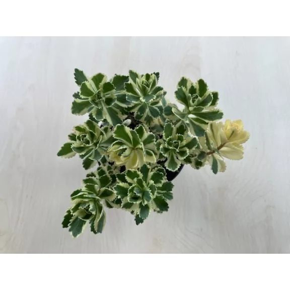 Sedum takesimense 'Atlantis Sedum takesimense 'Atlantis
