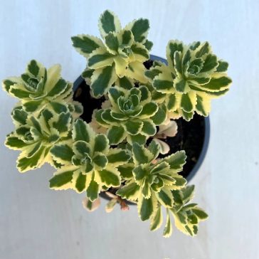 Sedum takesimense 'Atlantis