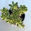 Sedum takesimense 'Atlantis
