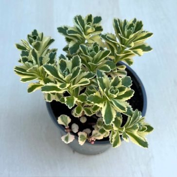 Sedum takesimense 'Atlantis
