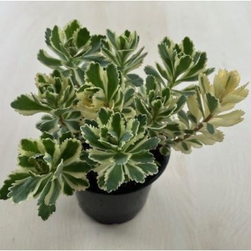 Sedum takesimense 'Atlantis