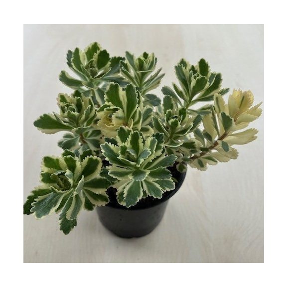 Sedum takesimense 'Atlantis