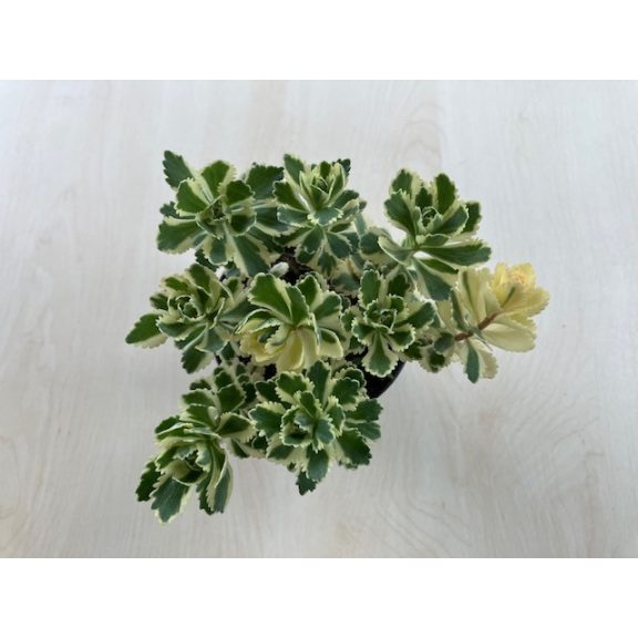 Sedum takesimense 'Atlantis
