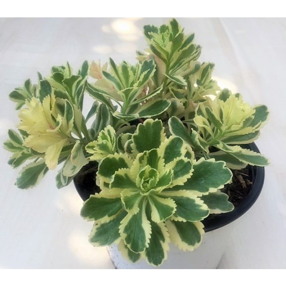 Sedum takesimense 'Atlantis