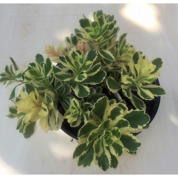 Sedum takesimense 'Atlantis