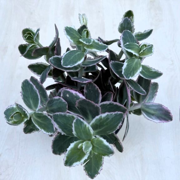 Sedum telephium 'La vie en rose'