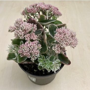 Sedum telephium 'La vie en rose'