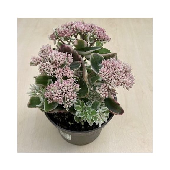 Sedum telephium 'La vie en rose'